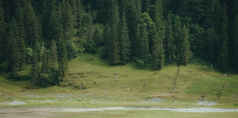 a grassy hill with trees on it