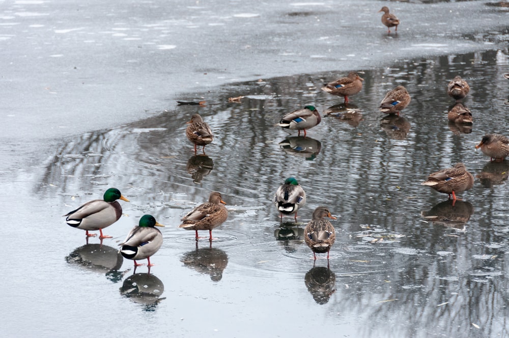 a group of ducks in the water