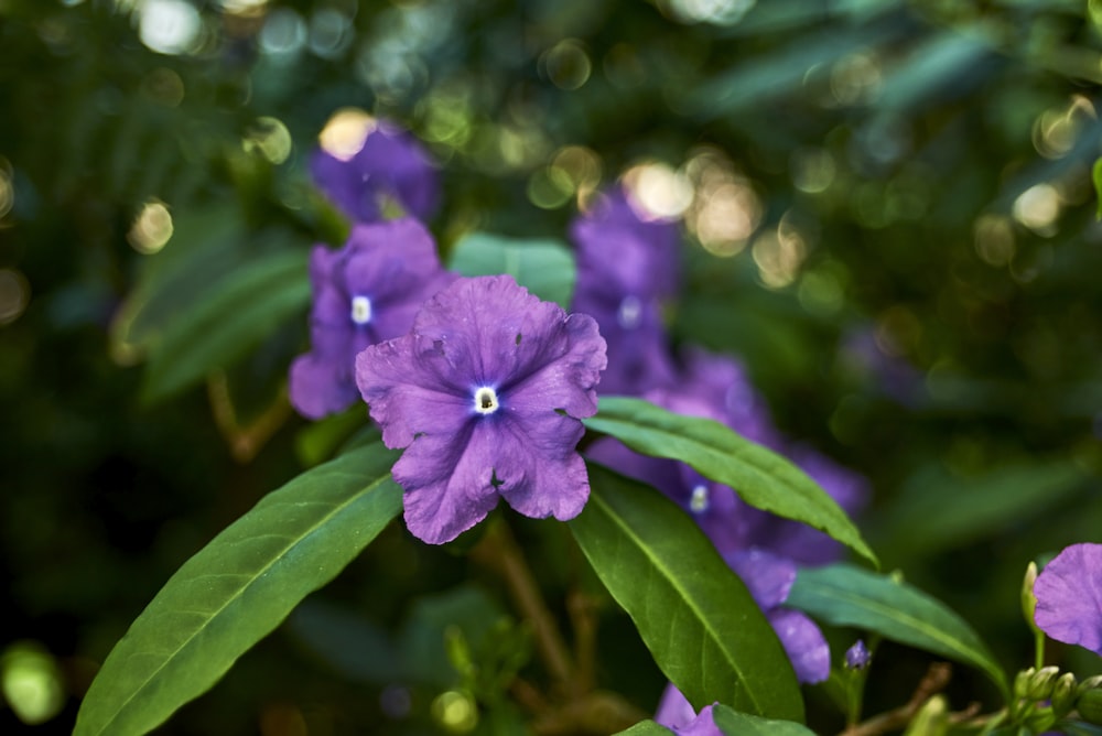 a close up of purple flowers