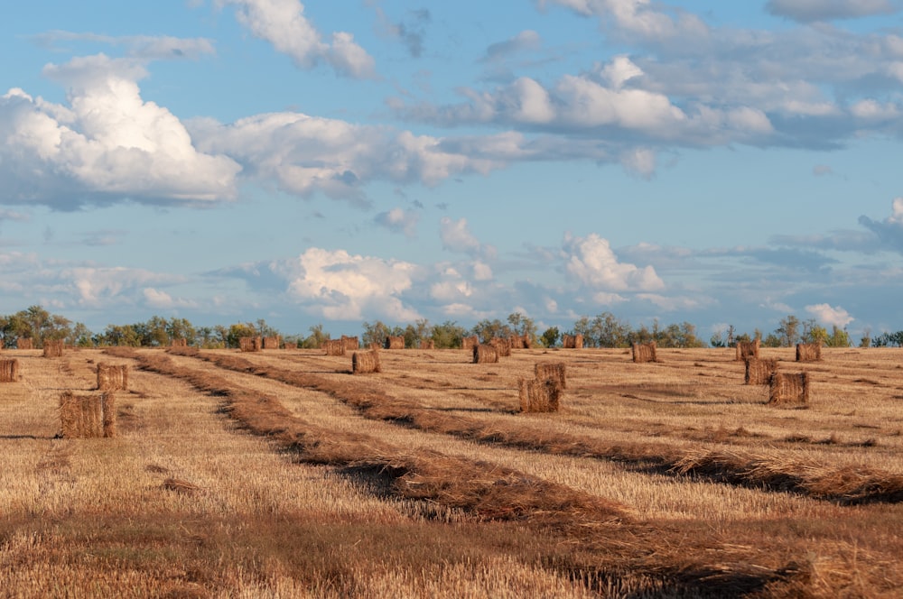 a field with trees in the background