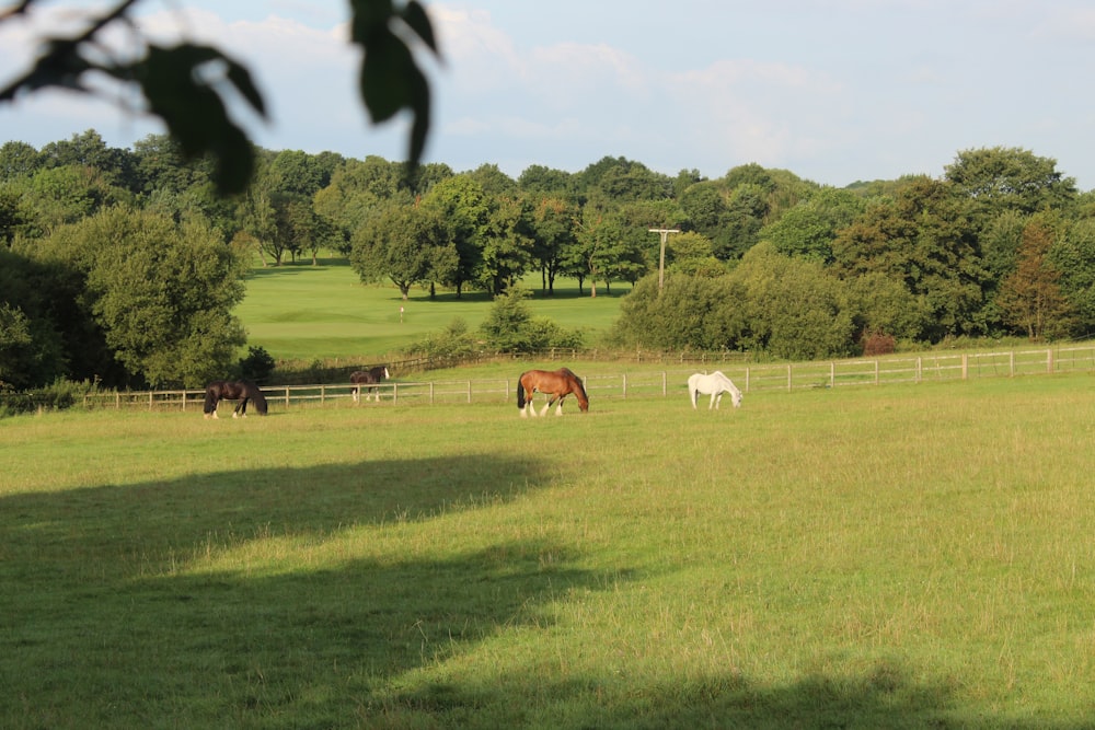 horses grazing in a field