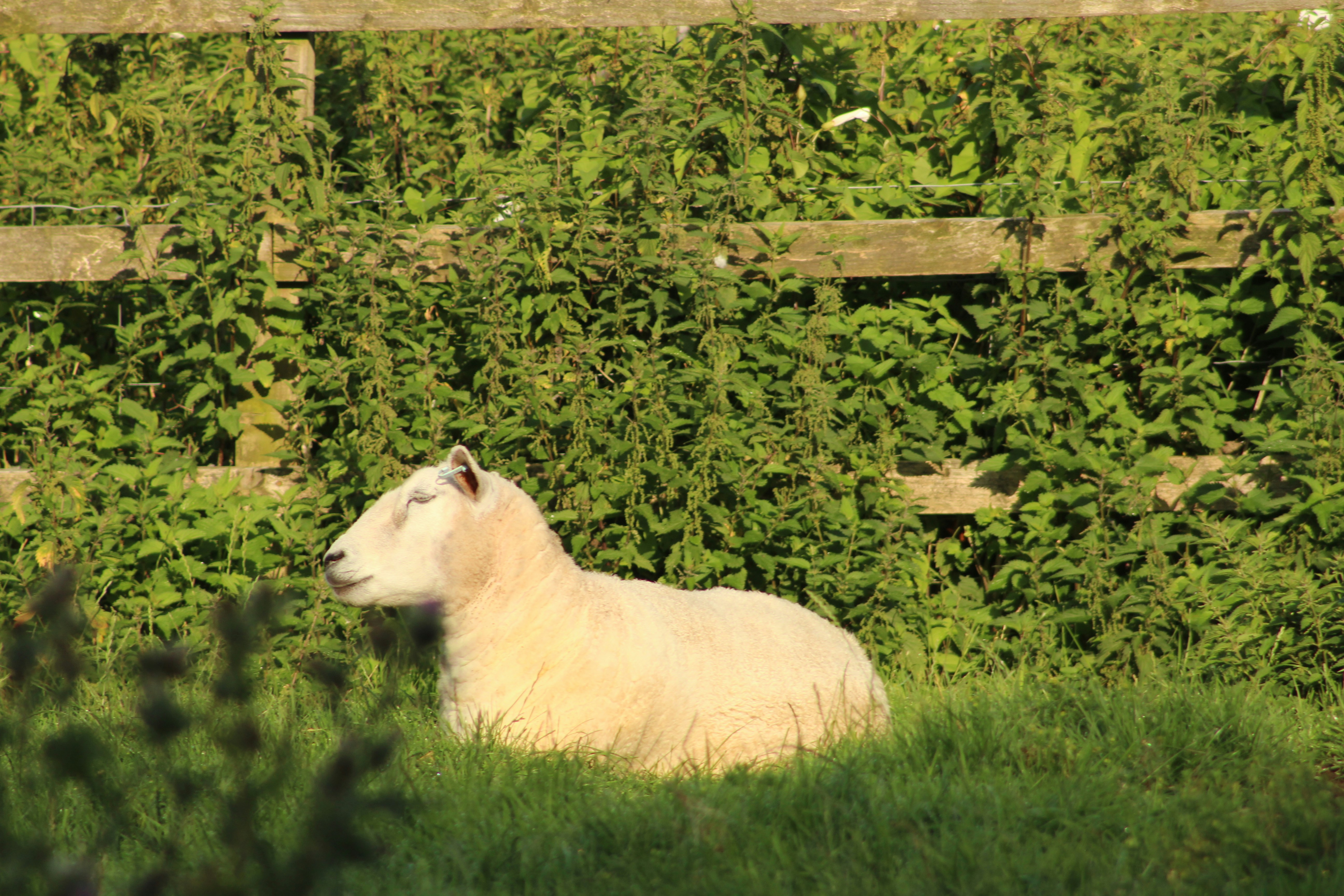 a white goat lying in the grass