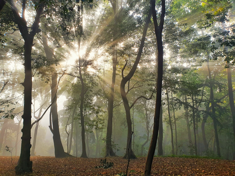 a forest of trees