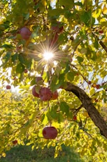 a tree with apples growing on it