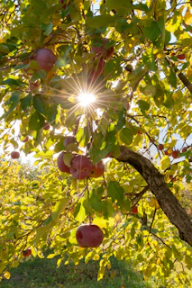 a tree with apples growing on it