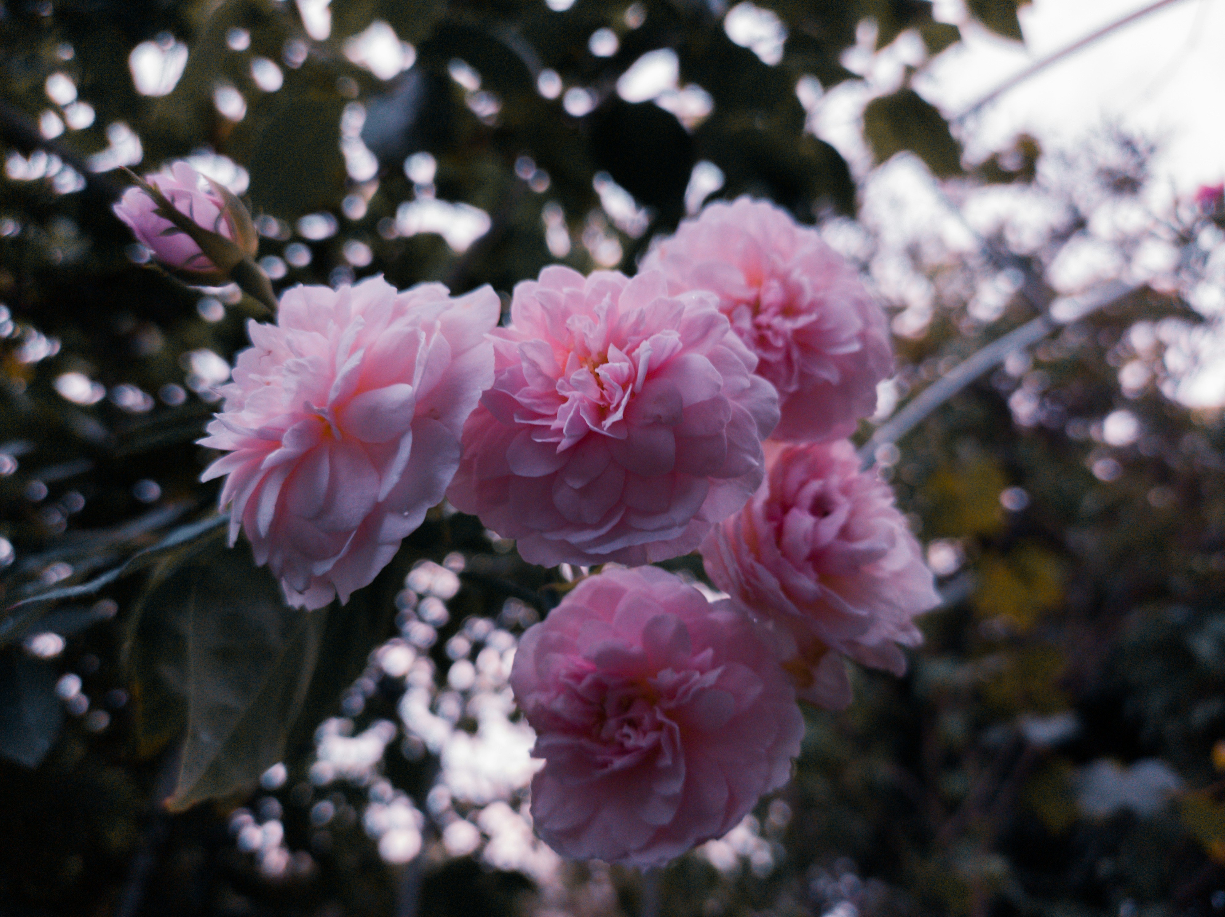 Photo by f_danielsss