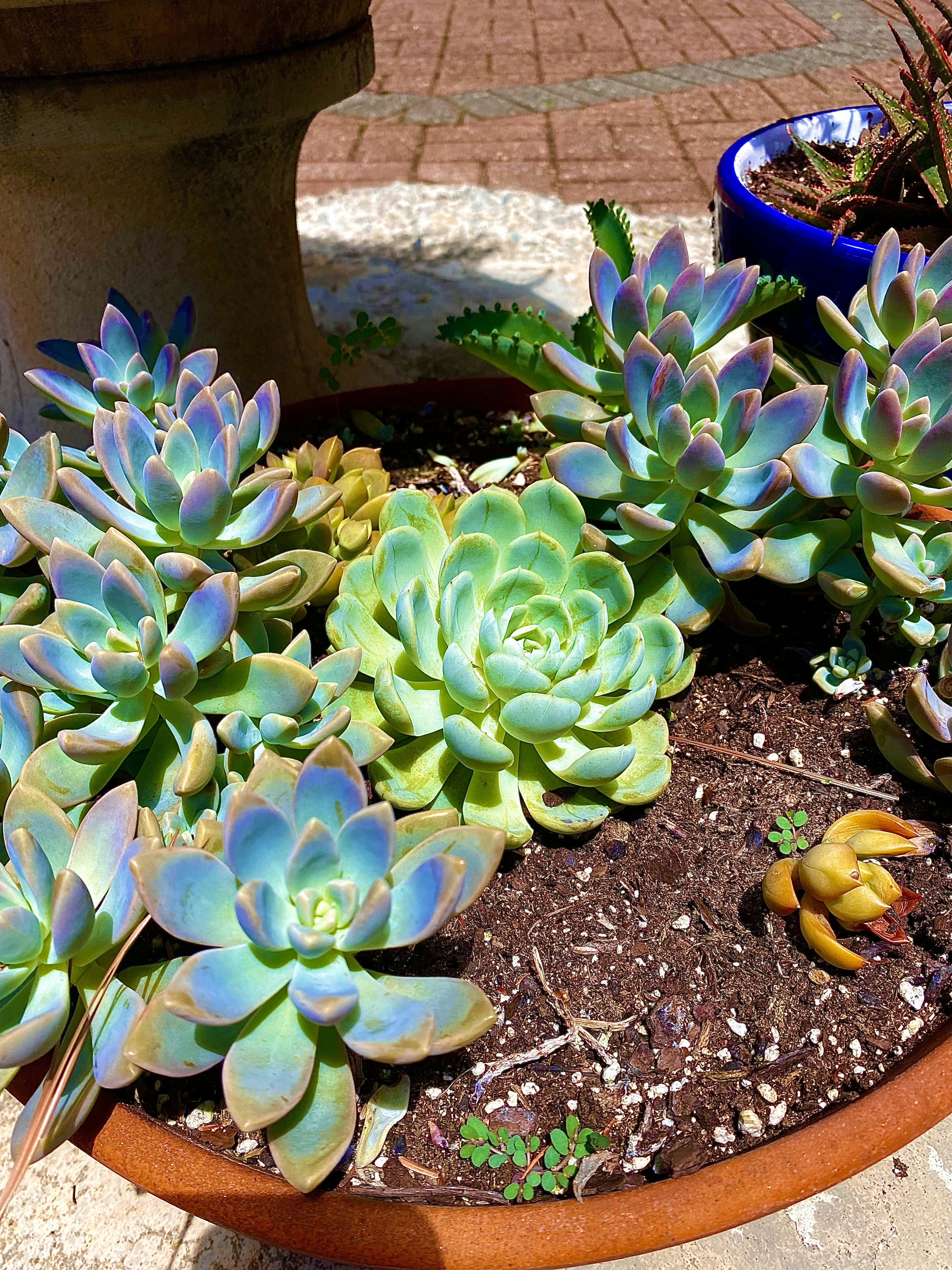 Beginner friendly succulent arrangement in a terracotta pot
