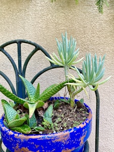 A blue pot contains various succulent plants, placed on a metal chair with a beige textured wall background. The plants have thick, fleshy leaves, some with pointed ends. A trailing plant with long, finger-like leaves is positioned towards the back.