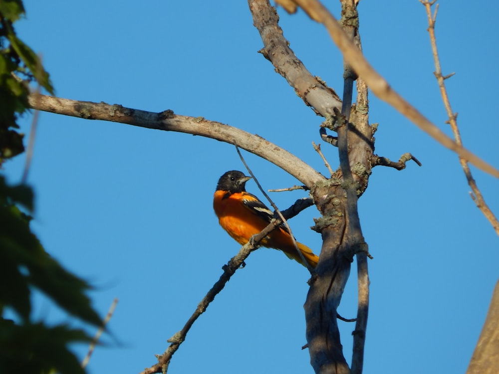 um pássaro sentado em um galho de árvore