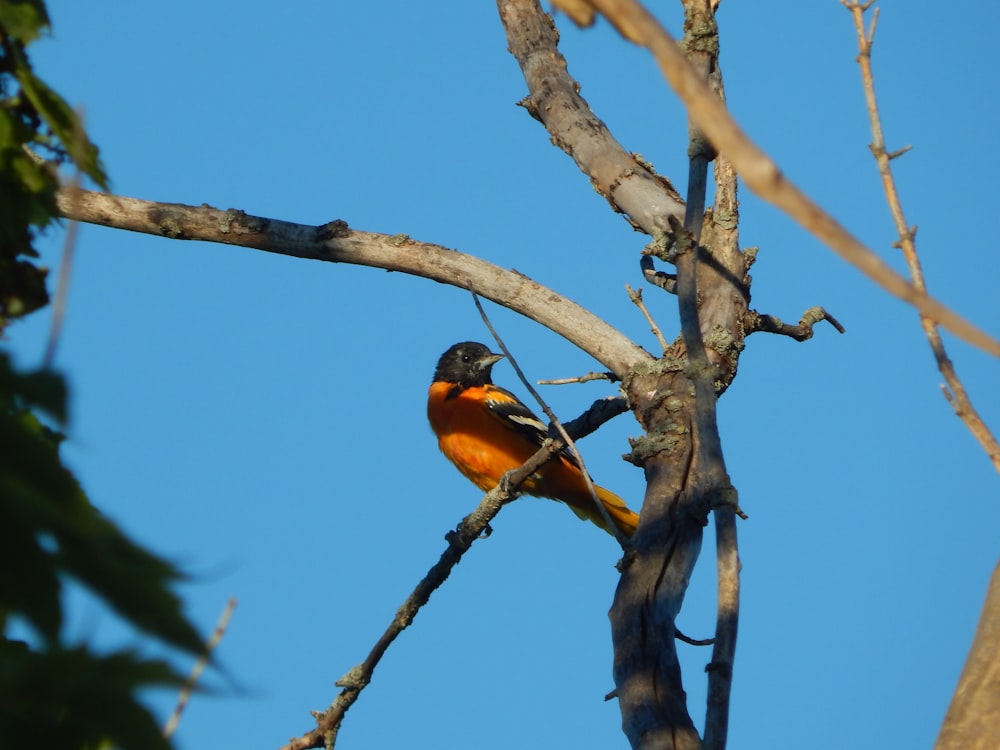 a bird sitting on a tree branch