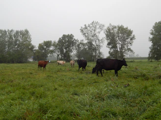 a group of cows grazing in a field