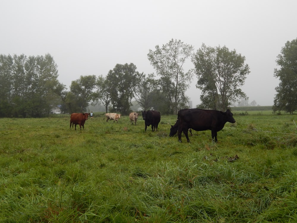 a group of cows grazing in a field