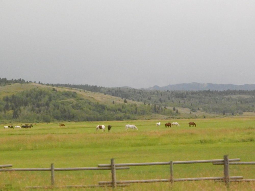 a group of animals stand in a grassy field