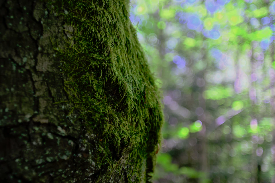The image shows a close-up view of a tree trunk, with a layer of moss covering it. The moss is green and fuzzy, adding texture to the scene. In the background, there are trees visible through the foliage, creating depth in the image. The focus is on the tree trunk and its mossy surface, drawing attention to the natural beauty of the scene.