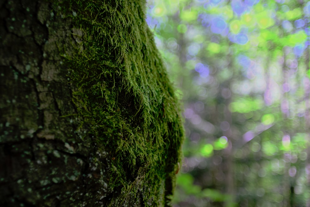 a close up of a tree