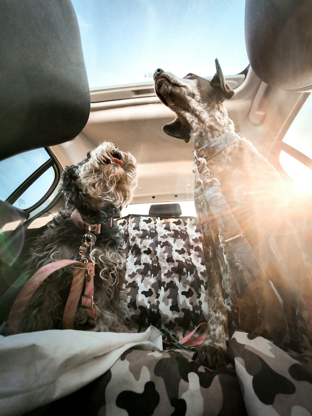 a dog sitting on top of a car