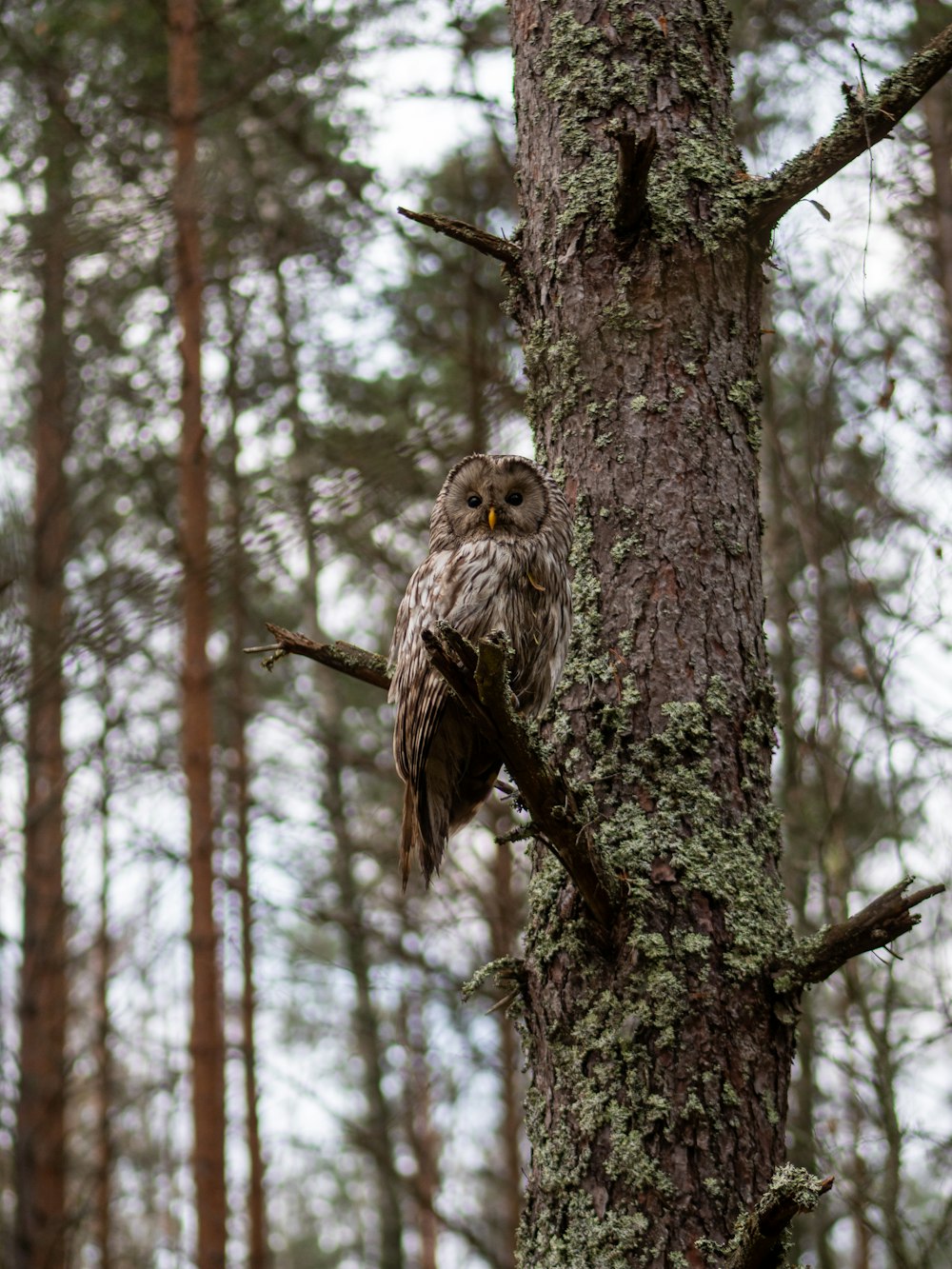 Eine Eule sitzt auf einem Baum