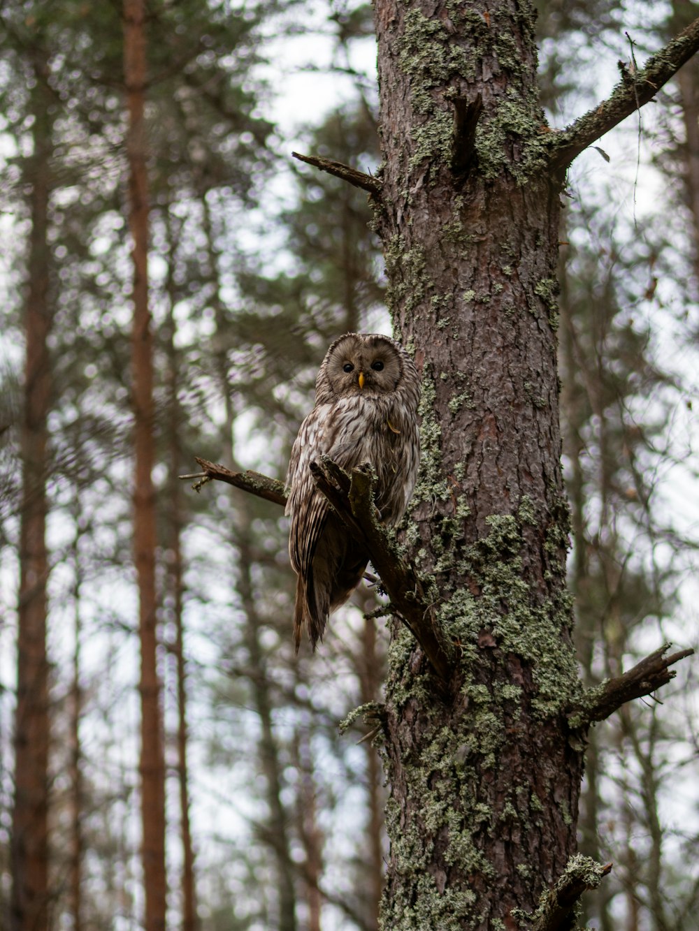 an owl perched on a tree