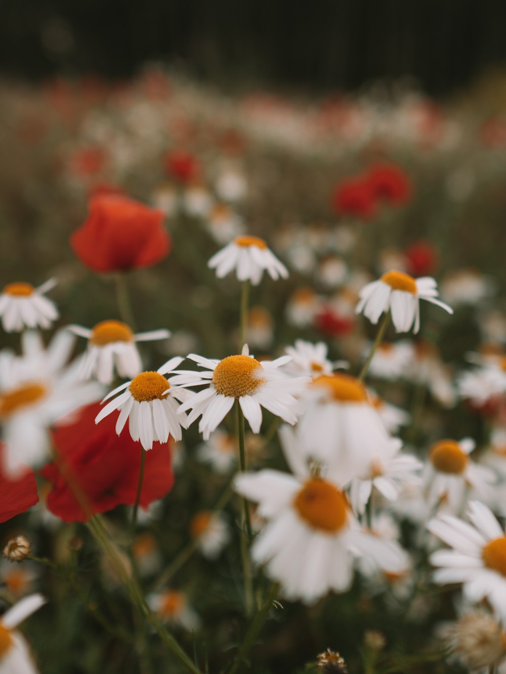 a field of flowers