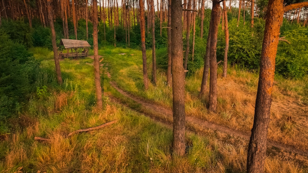 a tree in a grassy area