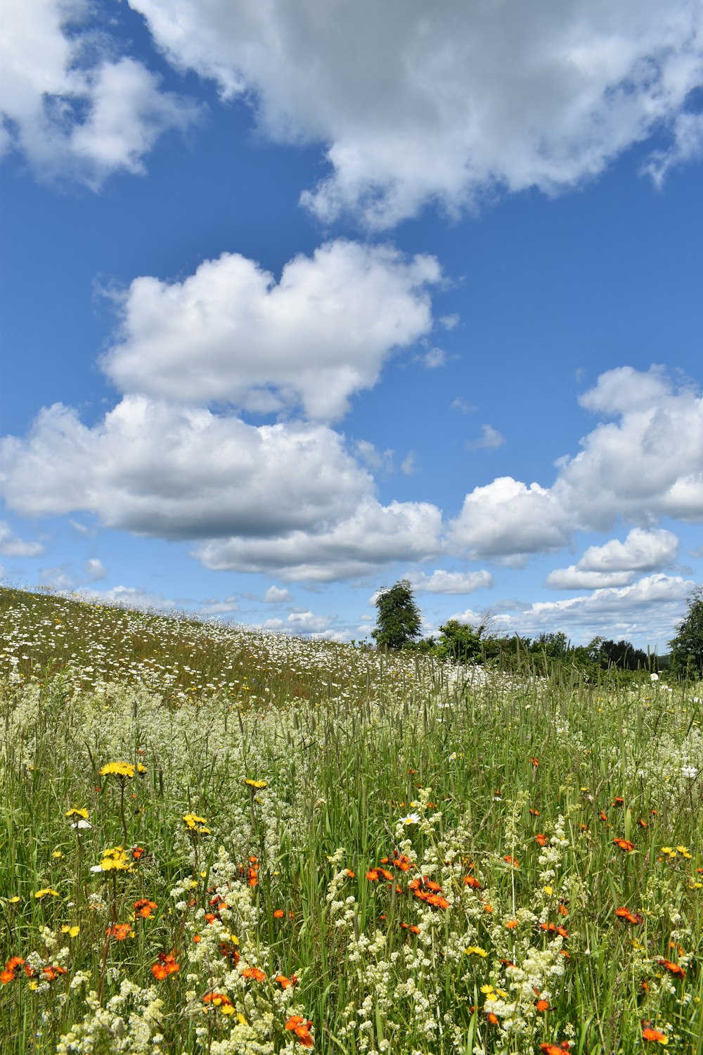 Un champ de fleurs