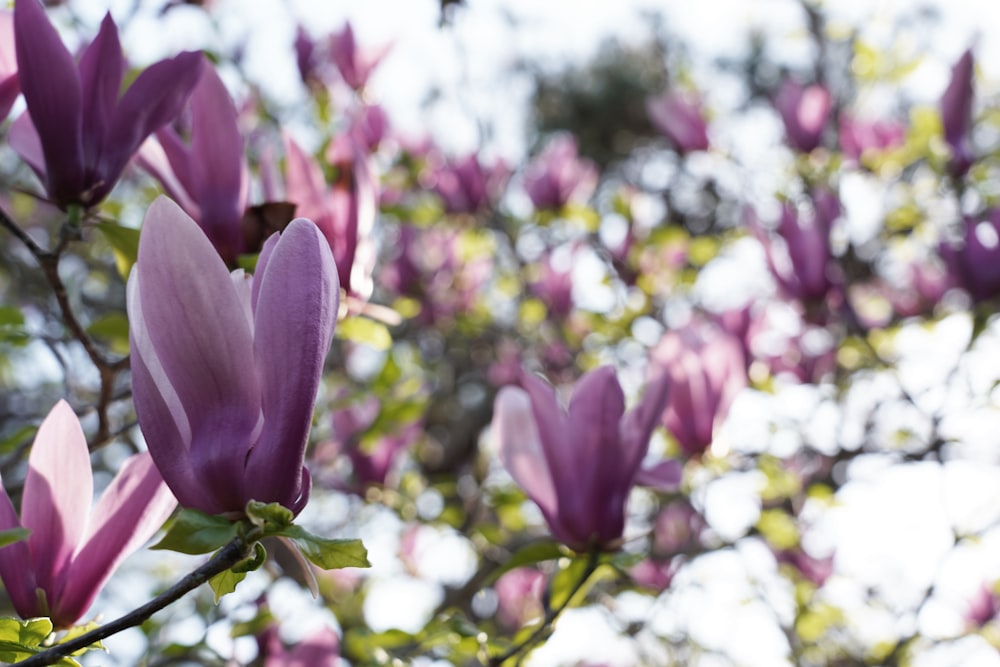 a close up of flowers