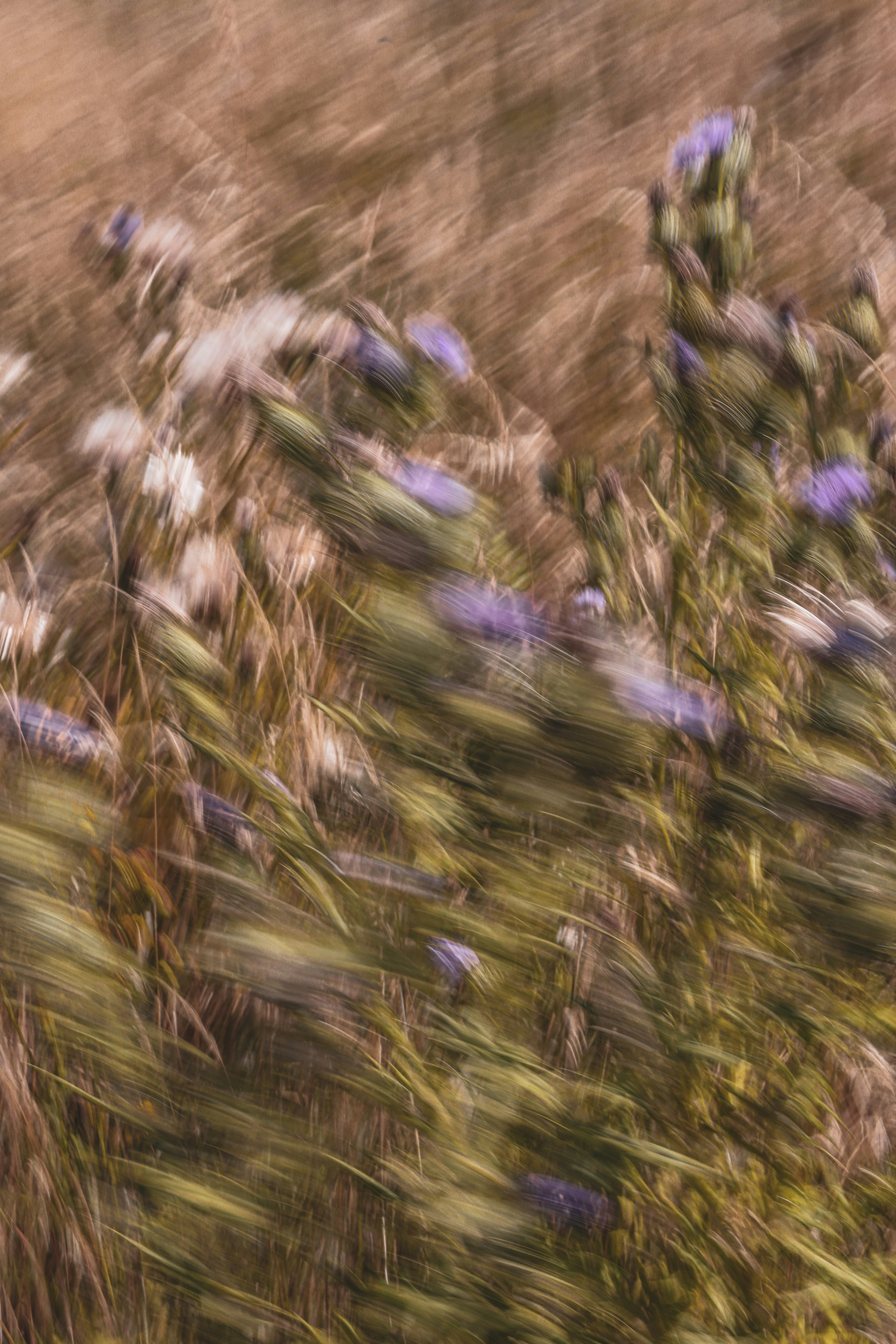 a close up of a plant
