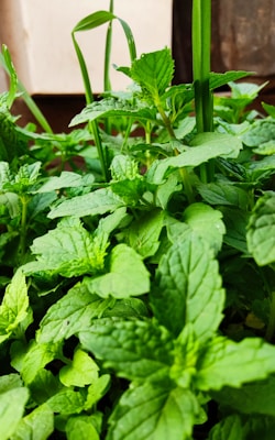 A lush and vibrant patch of mint plants with crisp, green leaves. The foliage is densely packed, showcasing the fresh and healthy state of the plants. Some taller, narrow grass-like plants also emerge from the cluster, adding variety to the texture and height of the composition.