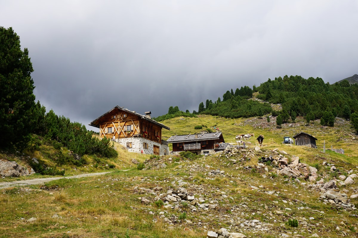 Almwiese im Sommer