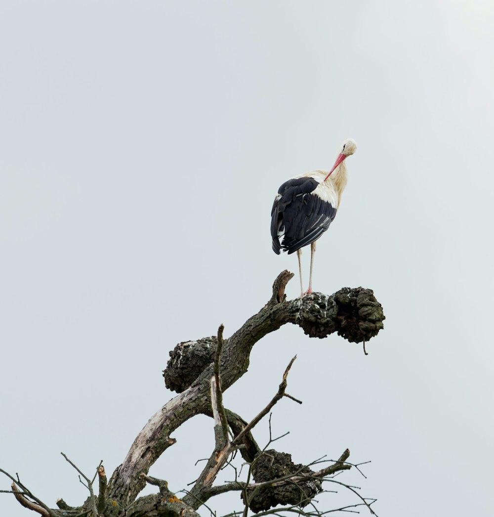 a bird standing on a tree branch