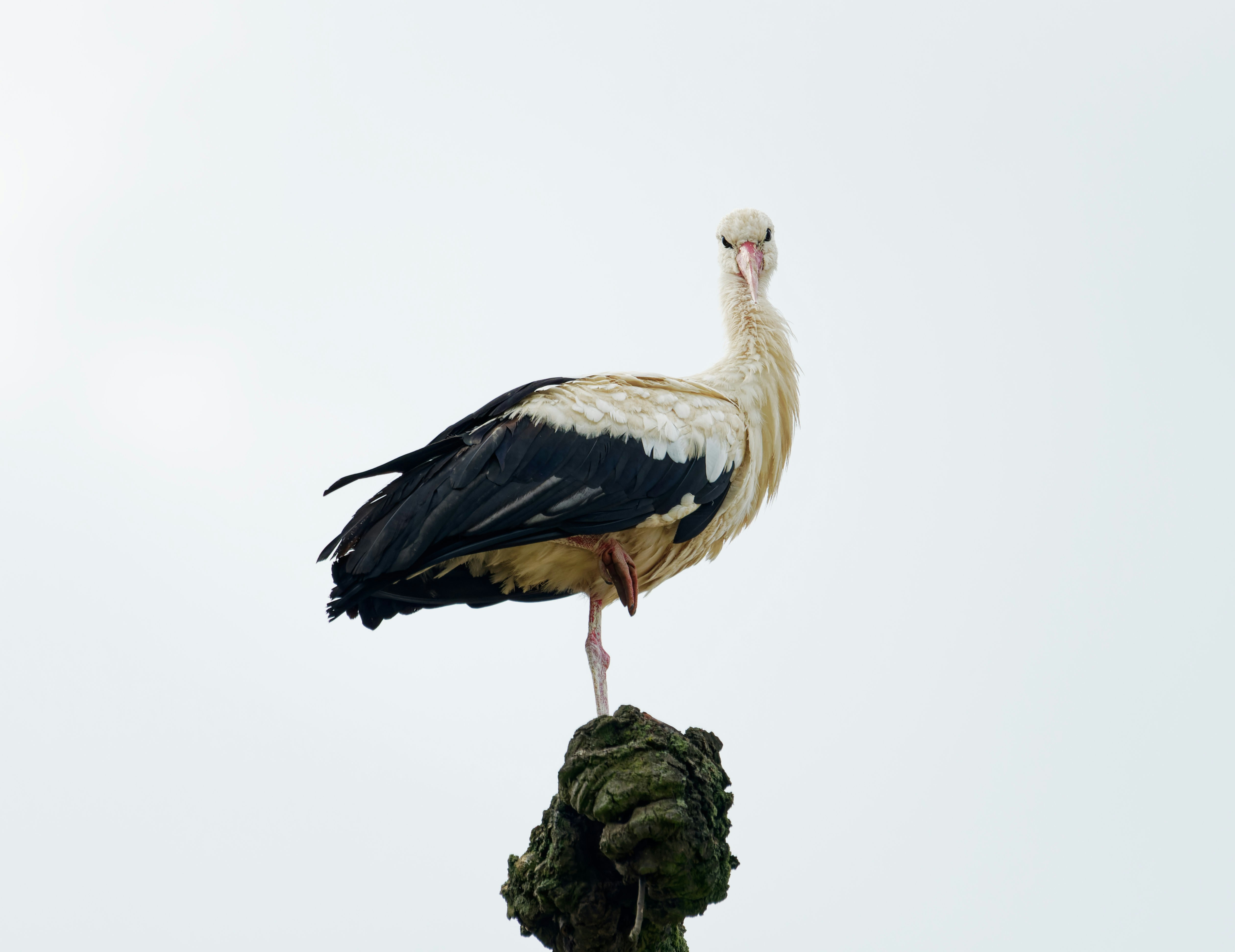a bird standing on a tree stump