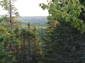 Digital artwork depicting a serene forest scene with lush green trees and gentle sunlight.