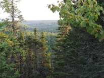 A picturesque landscape showing a vibrant forest with sunlight filtering through the trees, promoting nature conservation.