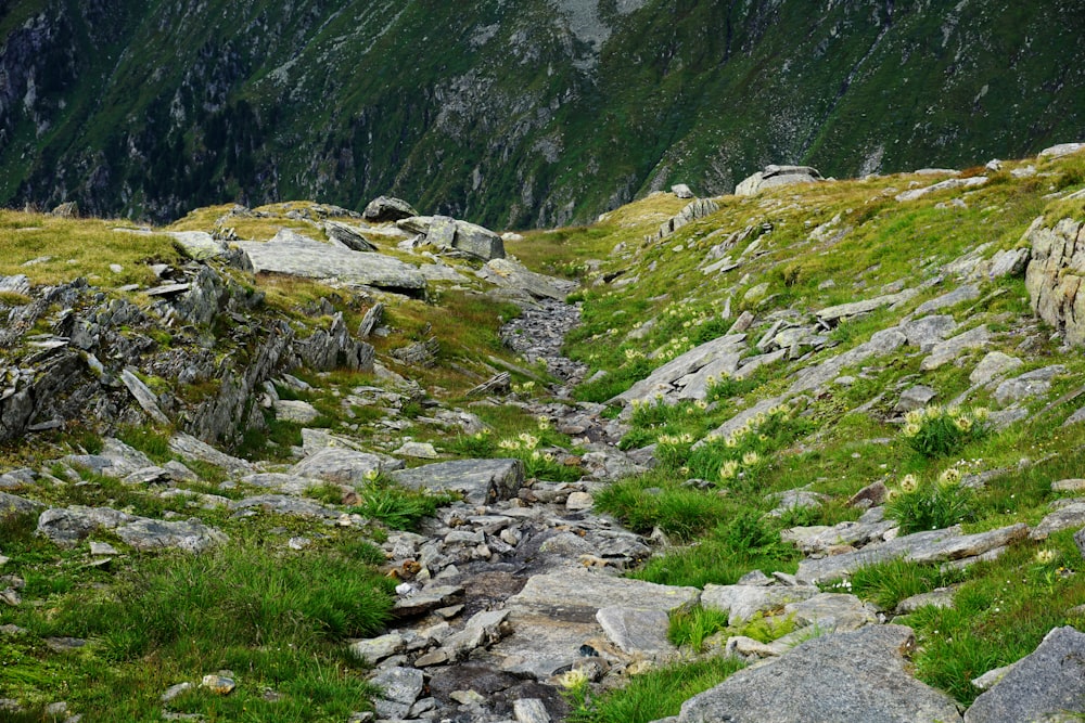 a rocky area with grass and rocks