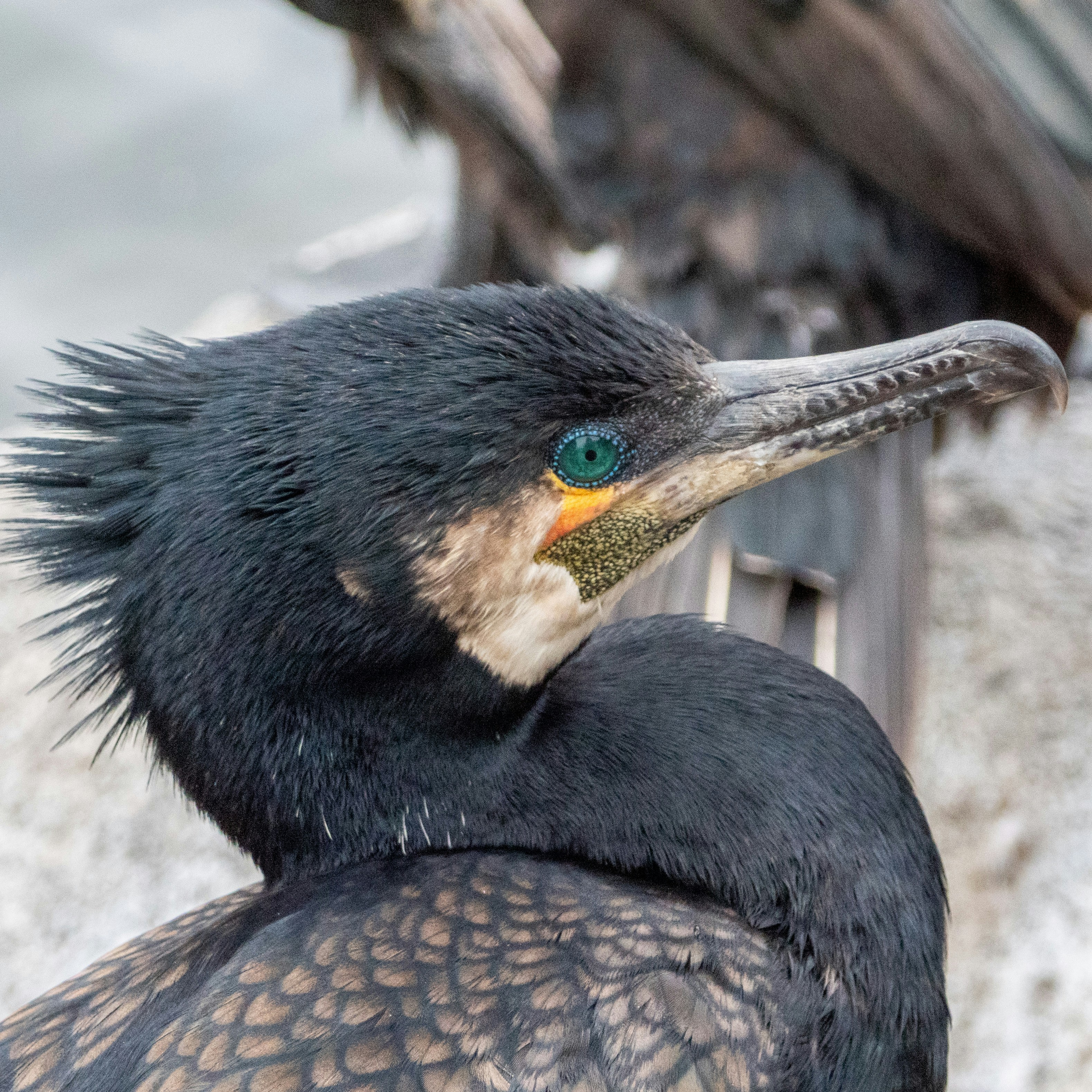 Photo by trustbattlerat