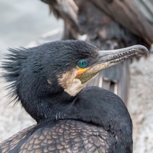 a bird with a long beak