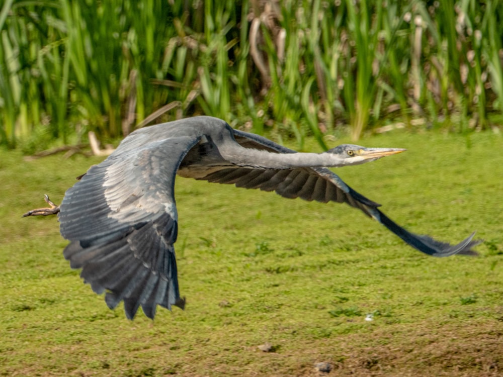 Un uccello che vola nell'aria