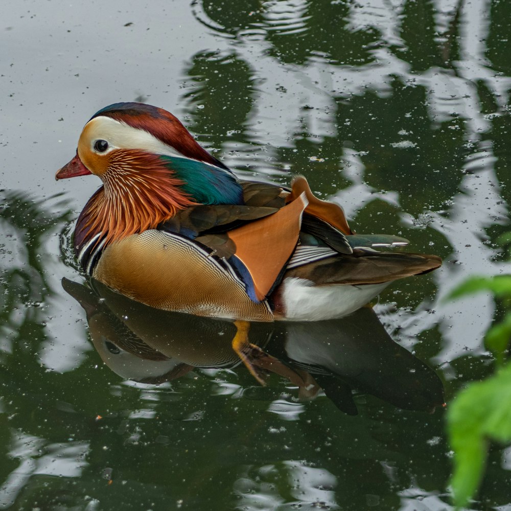 a bird in the water