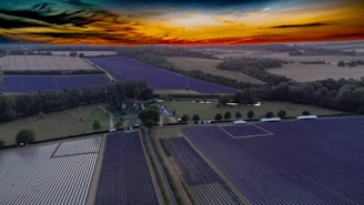 A sweeping drone shot over a lavender field under a glowing sunset sky.