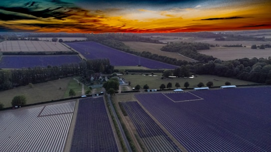 Aerial view of expansive fields, with rows of purple lavender. Trees and small buildings are scattered throughout. A dramatic sunset with vibrant colors, including oranges, blues, and purples, accentuates the horizon.