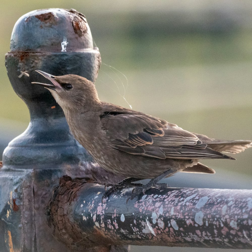 a couple of birds on a metal post