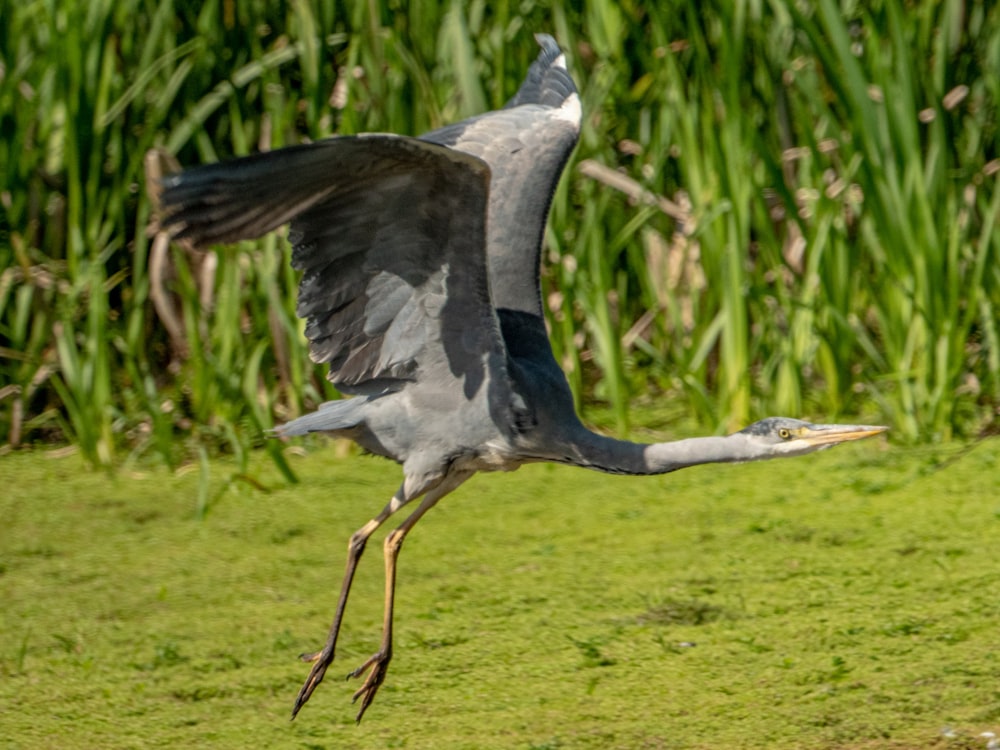 a bird with a long neck