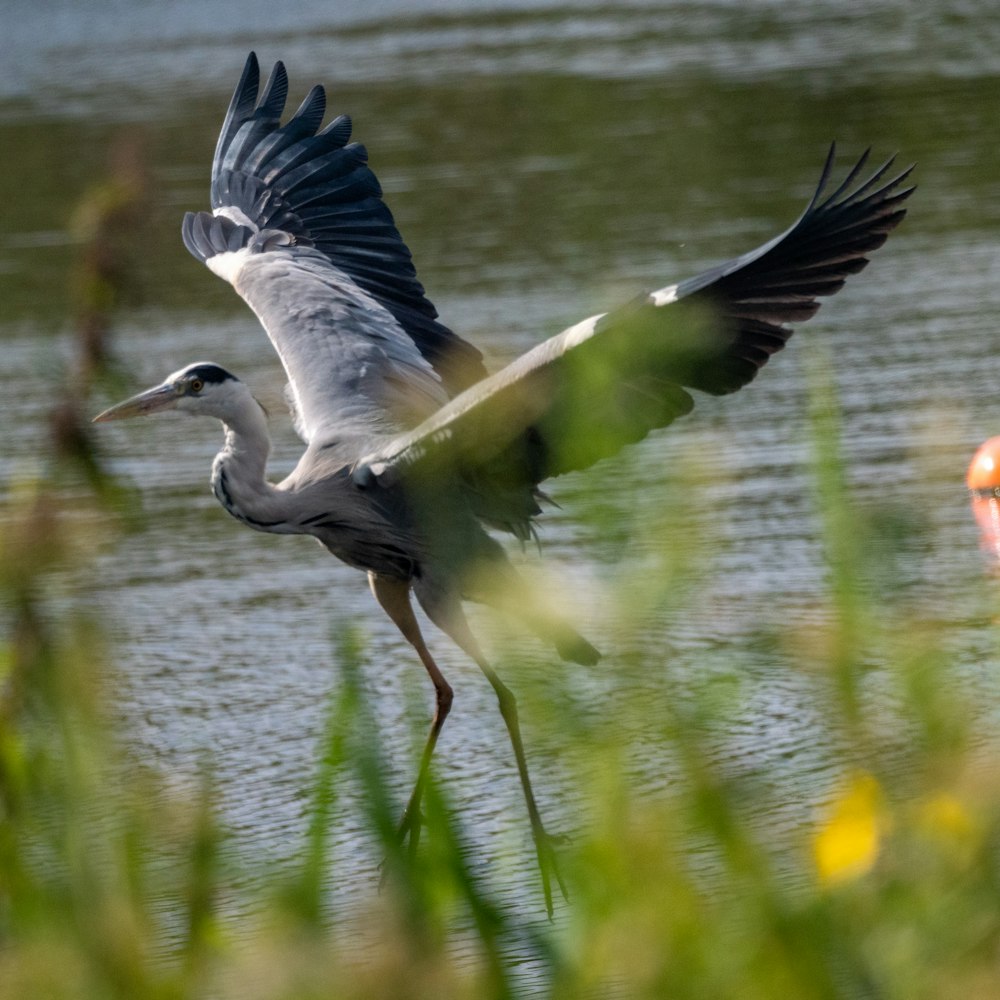 a bird flying over water