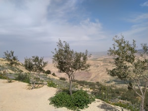 Several olive trees are scattered across a hilly landscape with a mix of sandy terrain and patches of green vegetation. The background features expansive, arid plains stretching into the distance under a sky with a mix of blue and white clouds.