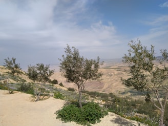 Several olive trees are scattered across a hilly landscape with a mix of sandy terrain and patches of green vegetation. The background features expansive, arid plains stretching into the distance under a sky with a mix of blue and white clouds.