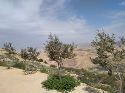 Several olive trees are scattered across a hilly landscape with a mix of sandy terrain and patches of green vegetation. The background features expansive, arid plains stretching into the distance under a sky with a mix of blue and white clouds.