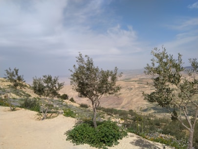 Several olive trees are scattered across a hilly landscape with a mix of sandy terrain and patches of green vegetation. The background features expansive, arid plains stretching into the distance under a sky with a mix of blue and white clouds.