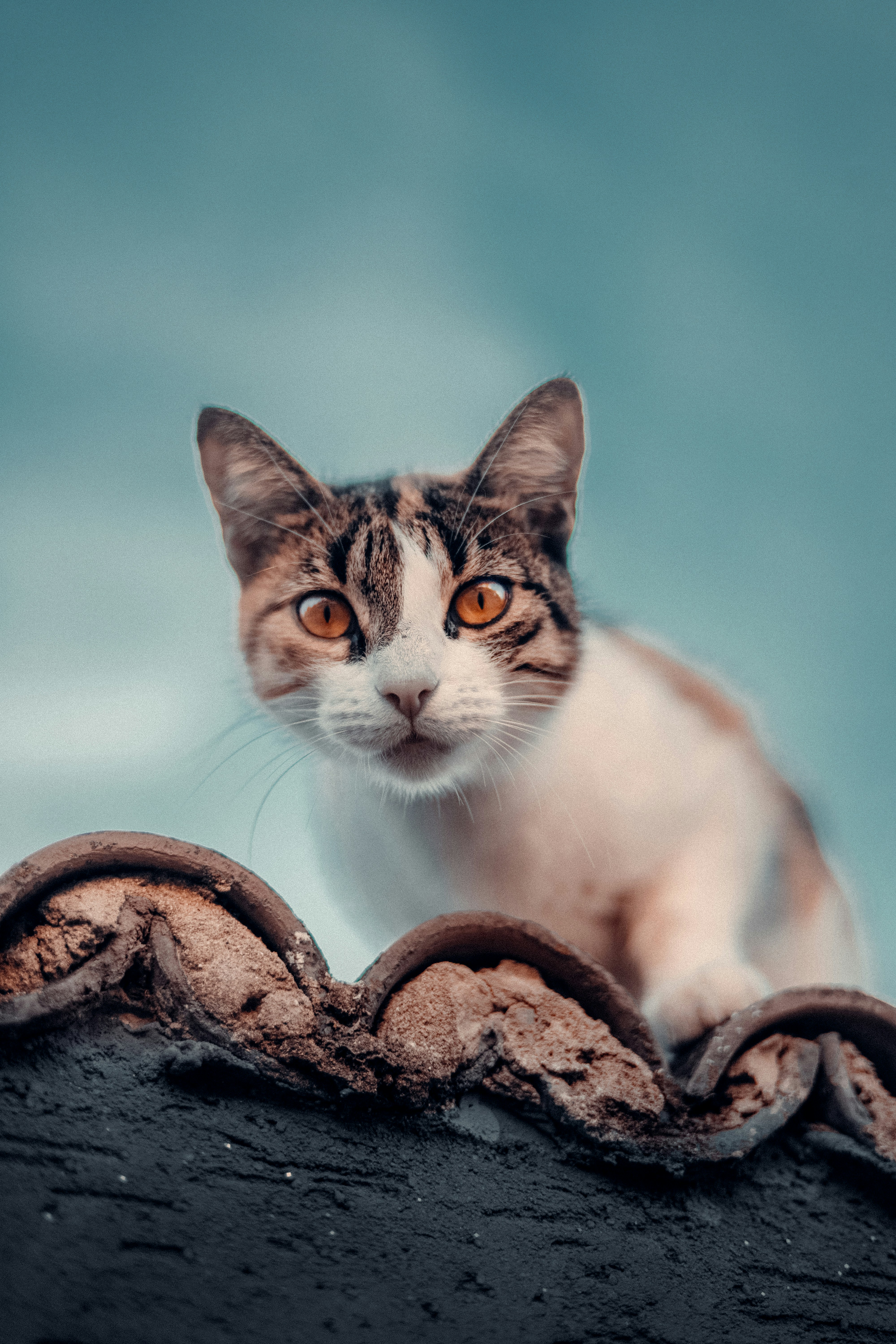 What Happens When Voice Changes (image credits: unsplash)