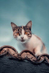 a cat sitting on a snake