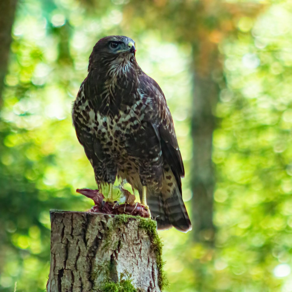 a bird standing on a stump